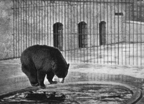 "Psyche." That was the bried caption under this photo in the 1899 annual report of the Minneapolis Board of Park Commissioners. I assume it was the bear's name.